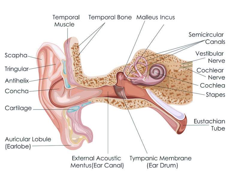 Jaw Pain Near Ear Treating TMJ Ear Pains Sydney Clinic