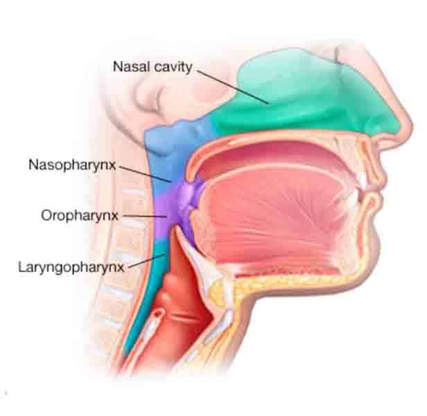 narrow airway causes snoring